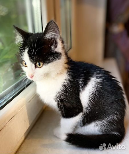 Малышка котодевочка Пэппи 2,5 месяца с добрые руки