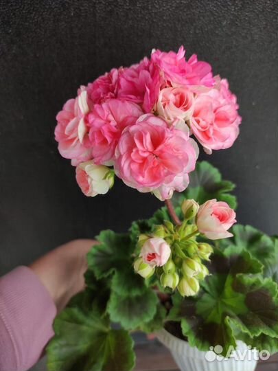 Пеларгония сортовая