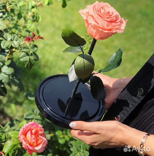 Живая роза в колбе