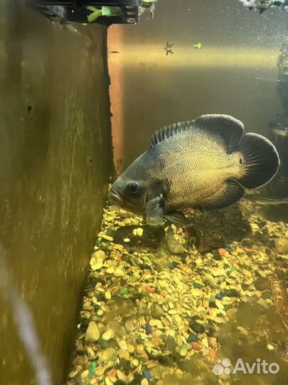 Астронотус