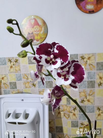 Орхидея фаленопсис