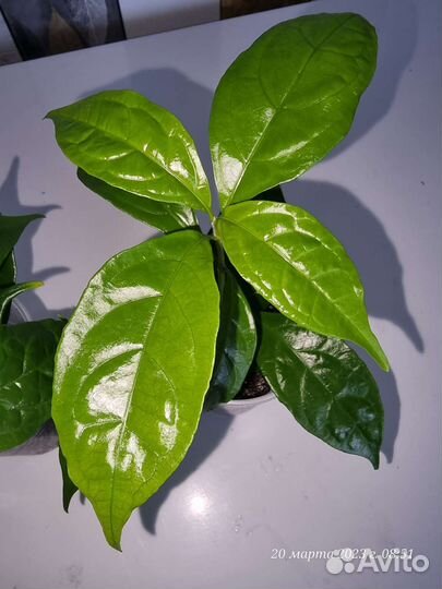 Сансевиерия, Пеперомия Рейндроп, Сингониум