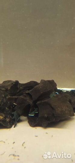 Сом анциструс 181