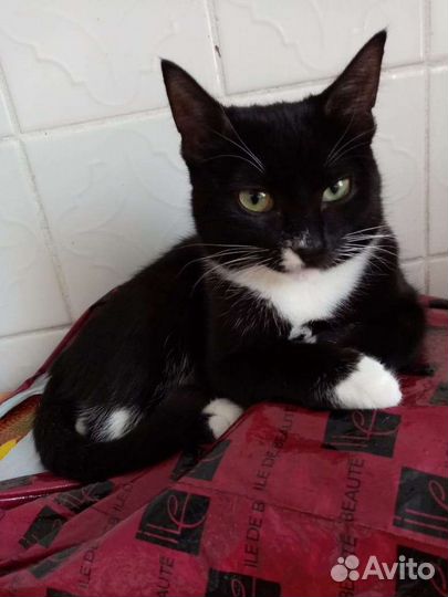 Кошка осталась без хозяина