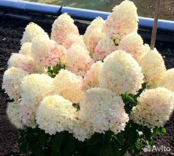 Гортензии (сортов много в наличии)