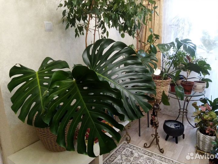 Монстера деликатесная