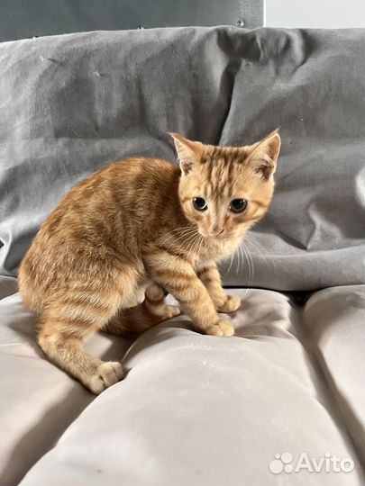 Отдам котенка, 3 мес. Мальчик