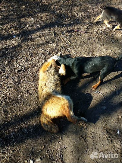 Вязка ягдтерьер