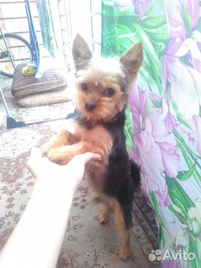 Йоркширский терьер вязка