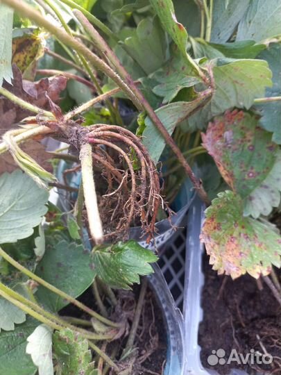 Рассада клубники