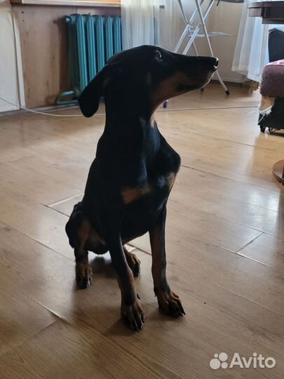 Щенок доберман