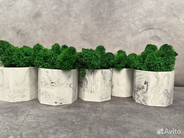 Кашпо со стабилизированным мхом 5шт