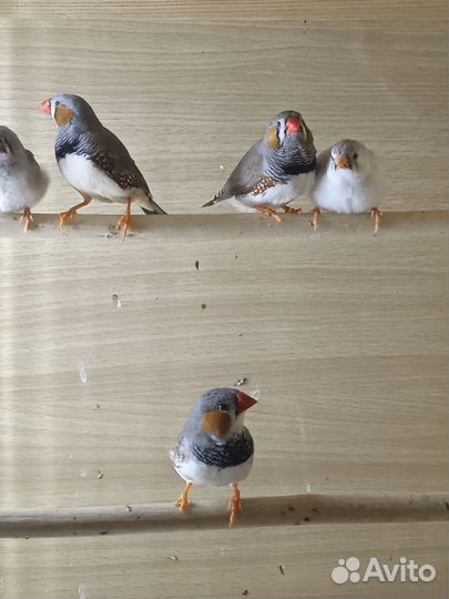 Зебровые амадины