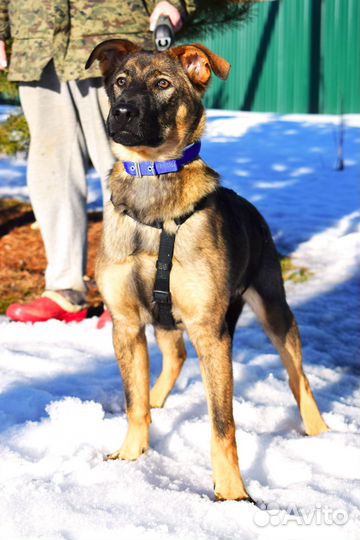 Чудо-щенок Оскар 5,5 мес