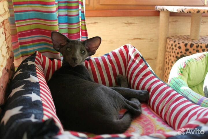 Ориентальные котята