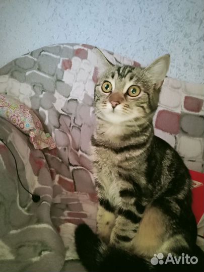 Отдадим в добрые руки