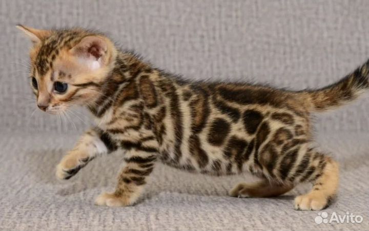 Бенгальские котята с документами