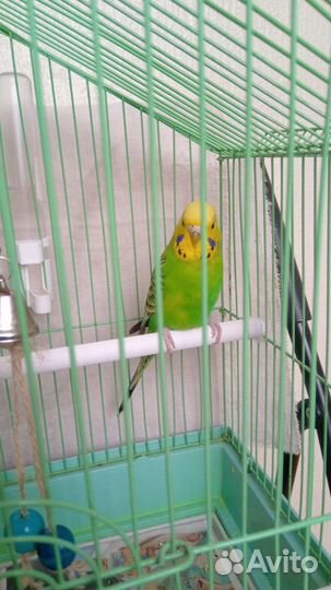 Волнистый попугай девочка