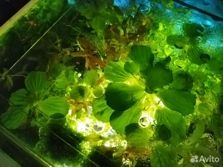 Аквариумные рстения