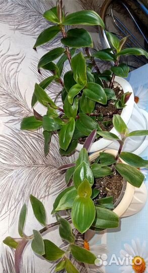 Блоссфельдианы комнатные растения