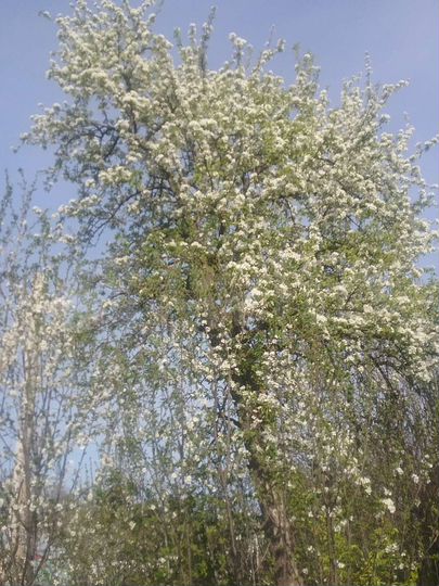 Участок 30 сот. (ИЖС)
