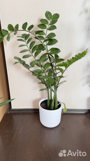 Замиокулькас