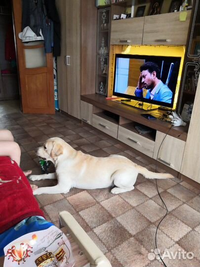 Вязка лабрадор ретривер