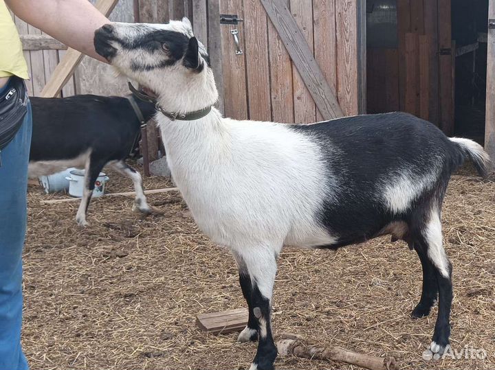 Козы дойные