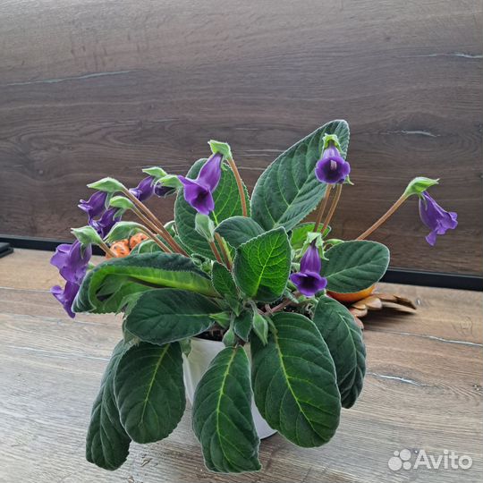 Глоксиния тидея