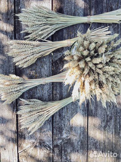 Сухоцветы пшеница