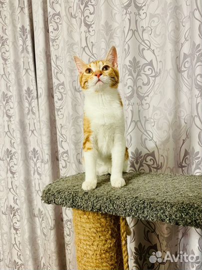 Кошка бесплатно