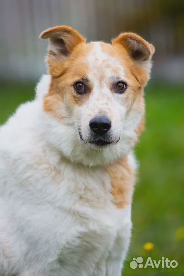 Эля в поисках любящей семьи