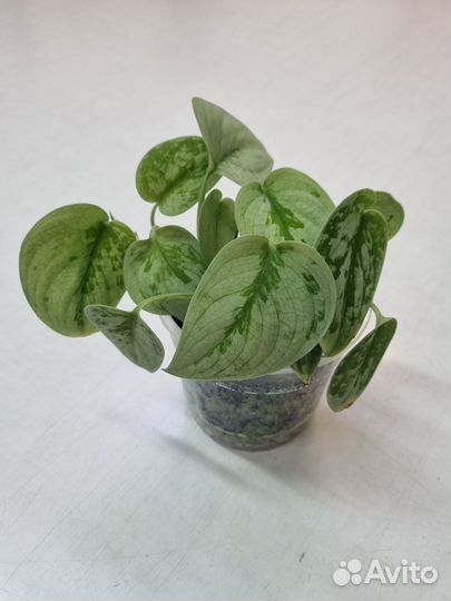 Сциндапсус сильвер энн