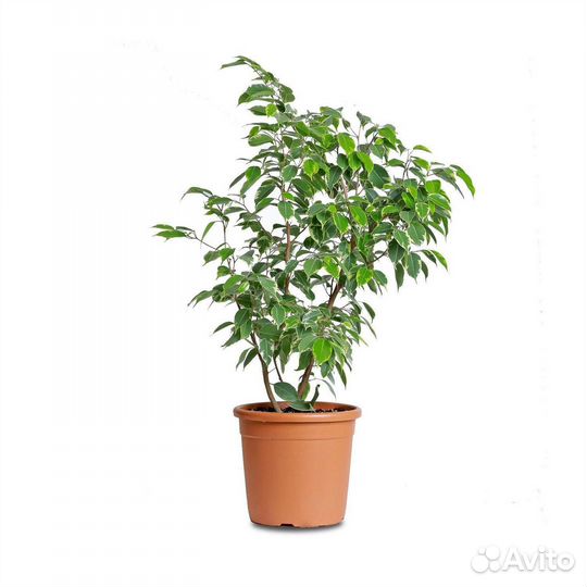 Фикус бенджамина (лзеленые листья)