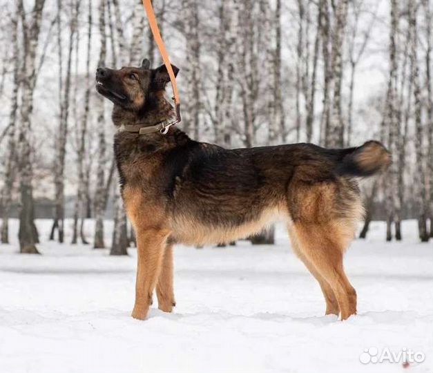 Зира метис малинуа ищет дом