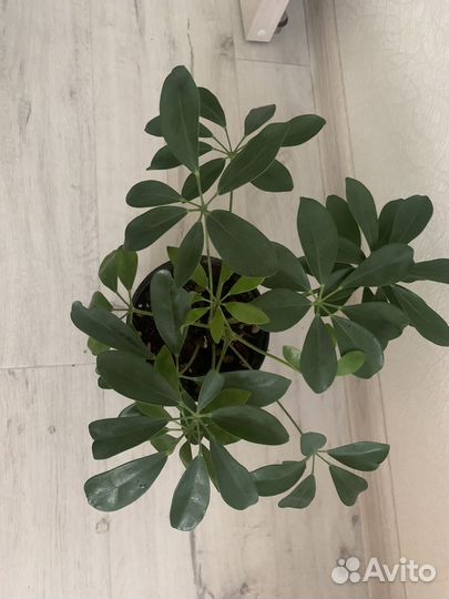 Шефлера молодая