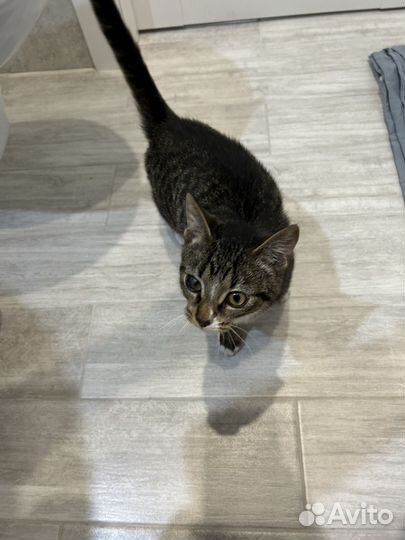 Котёнок ищет дом