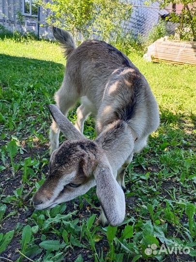 Продам козла,козу с козленком