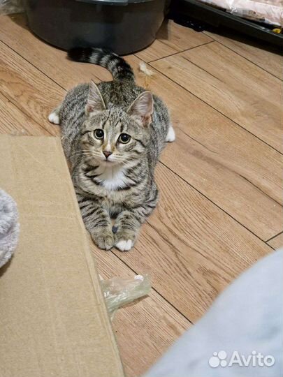 Котенок девочка 4,5 месяца