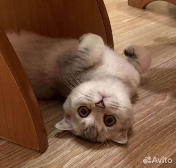 Вязка вислоухий шотландец