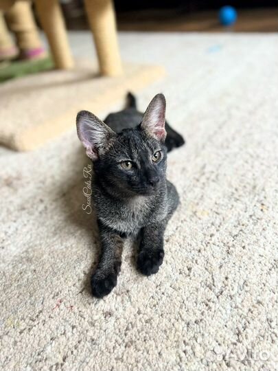 Чаузи Ф1 (Chausie F1) Питомник SoulCats