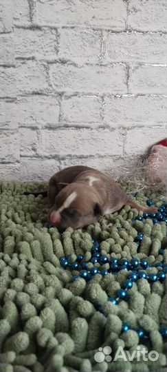 Парень триколор