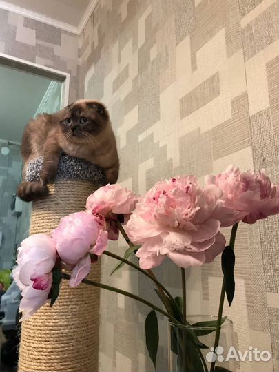 Шотландская вислоухая кошка бесплатно