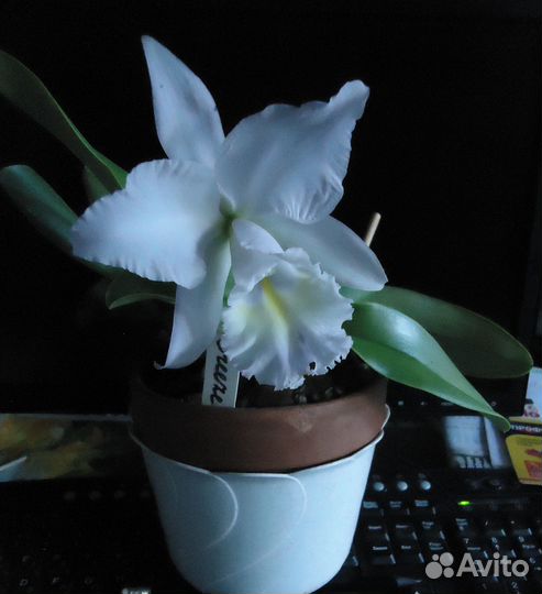 Каттлея и Бульб. ортосепалум-как Bulb phalaenopsis