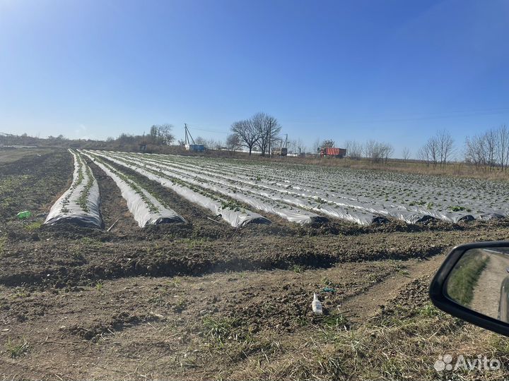 Готовый клубничный бизнес