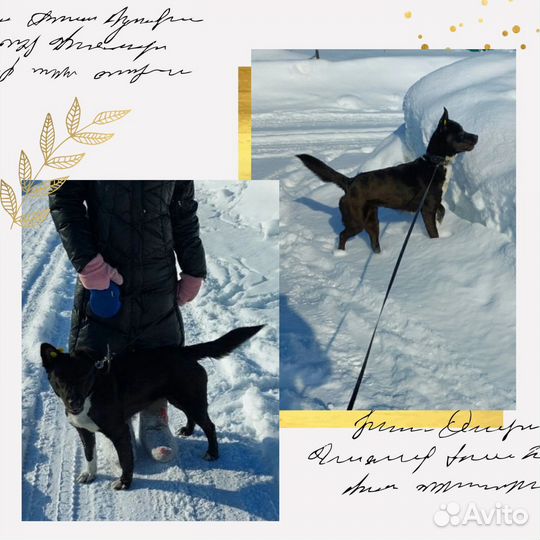 Шикарная собачка в добрые руки