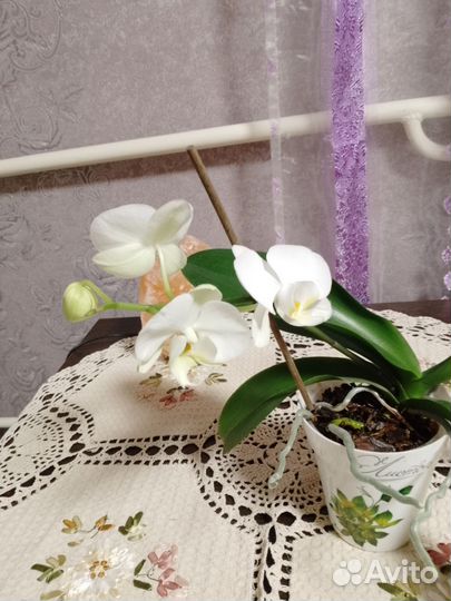 Орхидея фаленопсис
