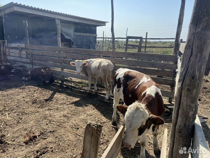 Телята бычки