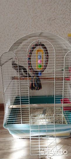 Попугай карелла