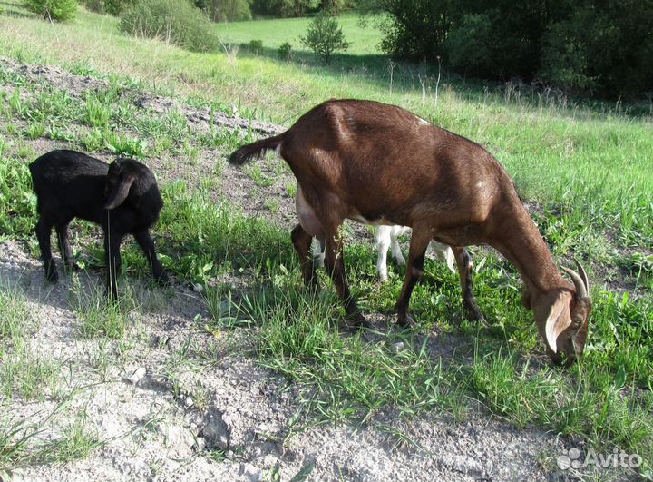 Процентные нубийские козы и козлята